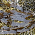 oarweed l digitata wiki