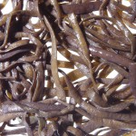 sea spaghetti