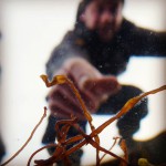seaweed underwater tubular weed