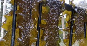 Sugar kelp
