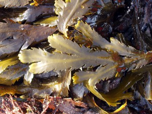 Tooth Wrack Source: Wiki Commons
