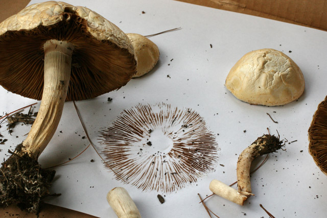 spore print