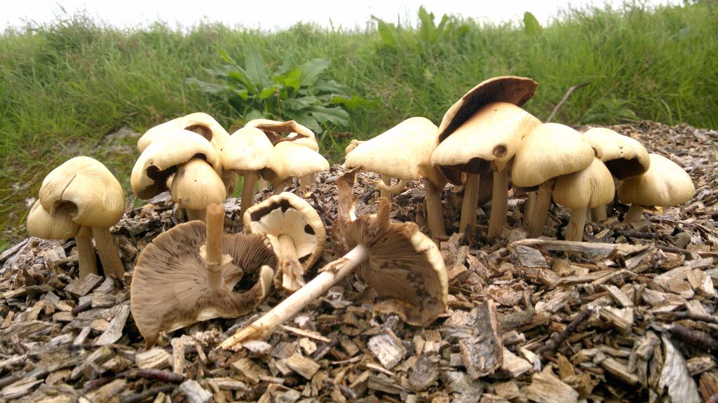 spring fieldcap4