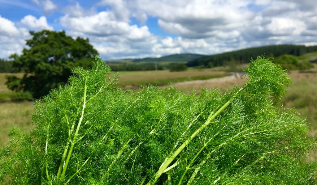 Spinal leaves, June
