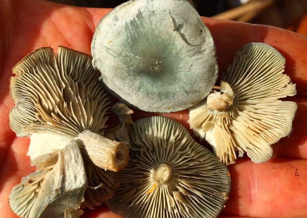 Aniseed agaric
