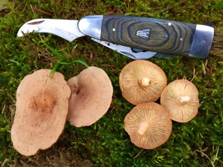 Fenugreek milkcaps, October