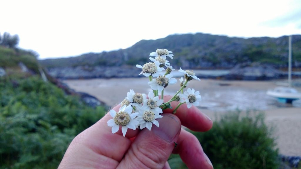 Sneezewort
