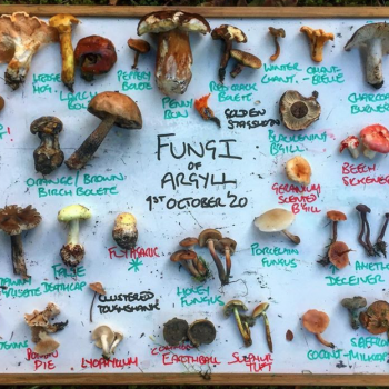 We will spend time laying out and labelling our finds after the walk.
Image ©GallowayWildFoods