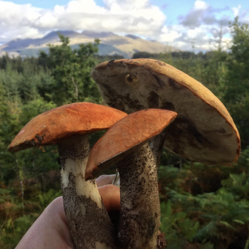 ©GallowayWildFoods.com